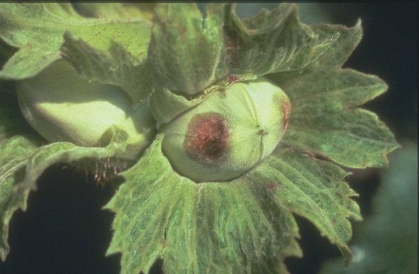 xanthomonasos betegség mogyorón
